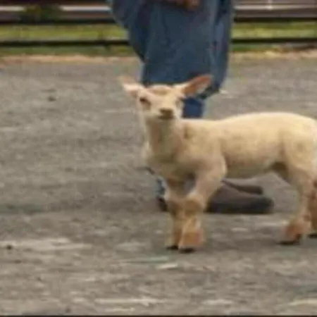 Emlagh, Self Catering Glamping Pods * Килки