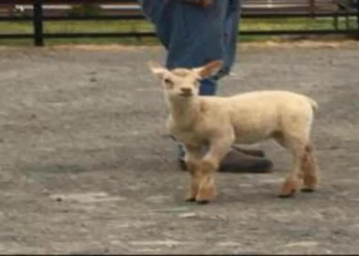 Emlagh, Self Catering Glamping Pods * Kilkee